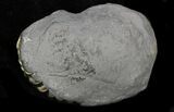 Pyritized Pleuroceras Ammonite - Germany #33060-1